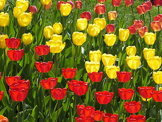 Image showing Tulips