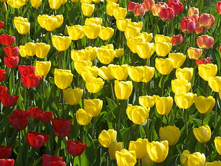 Image showing Tulips