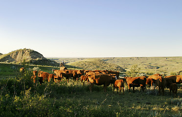 Image showing Cattle Round Up