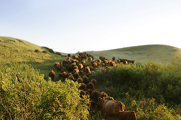 Image showing Cattle Round Up