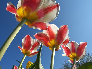 Image showing Tulips