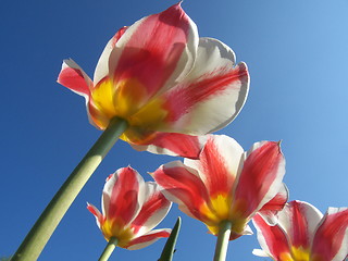 Image showing Tulips