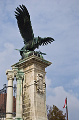 Image showing Hungarian vulture