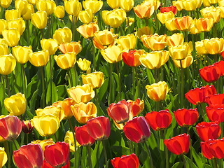 Image showing Tulips