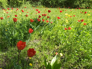 Image showing Field with tulips