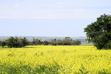 Image showing Prairie Landscape