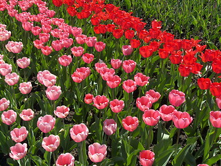 Image showing Tulips