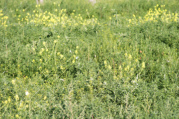 Image showing Wild Mustard - Butterflies