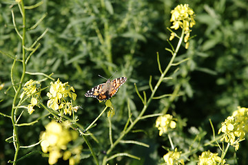 Image showing Painted Lady Butterfly