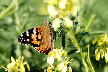 Image showing Painted Lady Butterfly