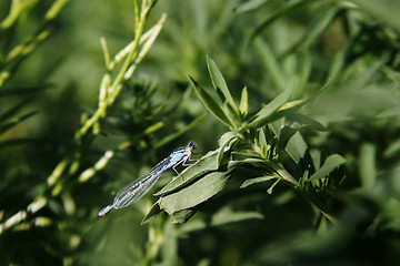 Image showing Dragon Fly