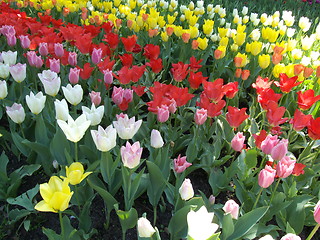 Image showing Tulips