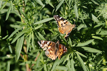 Image showing Painted Lady Butterfly