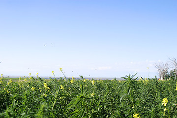 Image showing Wild Mustard - Butterflies