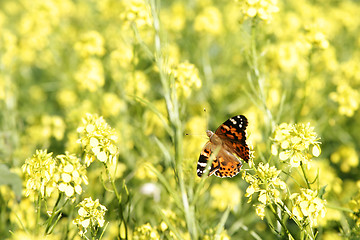 Image showing Painted Lady Butterfly