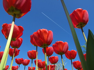 Image showing Tulips