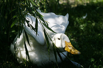 Image showing Protective Duck