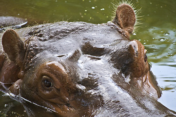 Image showing Hippo