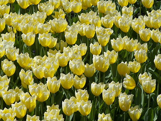 Image showing Tulips