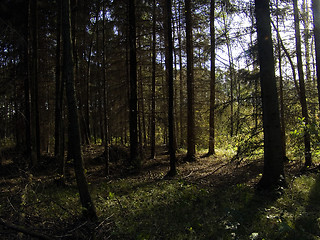 Image showing Silent woods