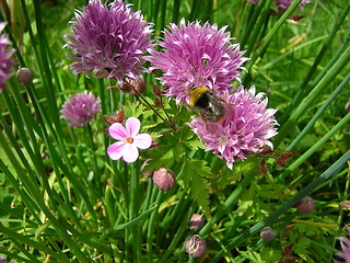 Image showing bee & flowers