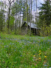 Image showing Forest Shack