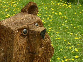 Image showing Freaked out Bear