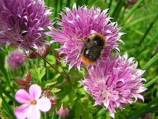 Image showing honey bee on flower