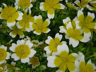 Image showing poached egg plant