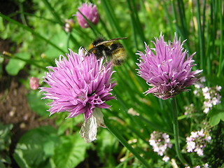 Image showing bee & flower