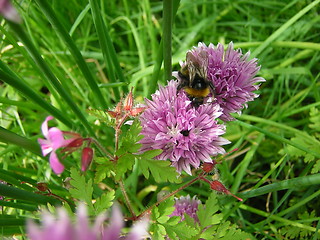 Image showing bee on chive flower