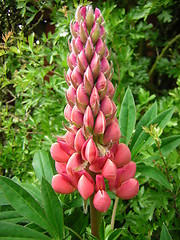 Image showing Lupin