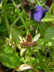 Image showing pansy seedhead