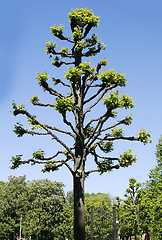 Image showing heavily pruned tree