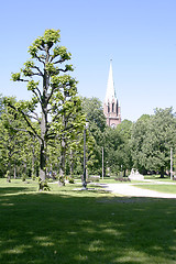 Image showing heavily pruned tree