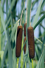 Image showing Bush of reed