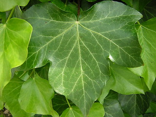 Image showing Ivy