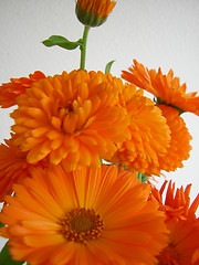 Image showing Orange Flower