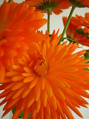 Image showing Orange Flower