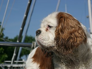 Image showing Cavalier on ship