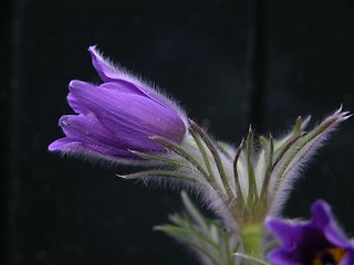 Image showing Purple flower