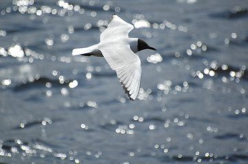 Image showing Seagull