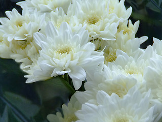 Image showing Flowers dahlia