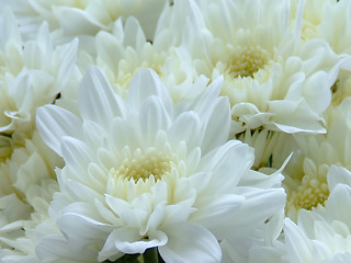 Image showing Flowers dahlia closeup