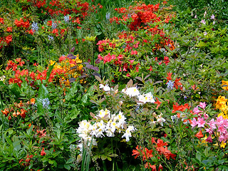 Image showing Flowers garden