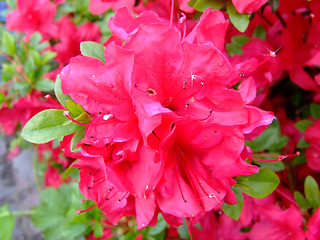 Image showing Lush flower