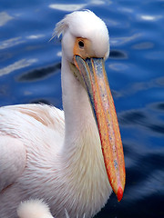 Image showing Pelican from ahead