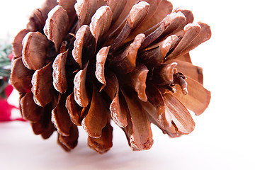 Image showing Pine Cone