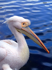 Image showing Pelican from side