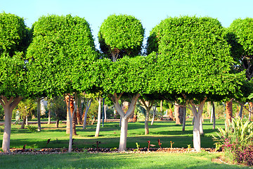 Image showing trimmed trees in garden